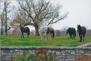 Field horses